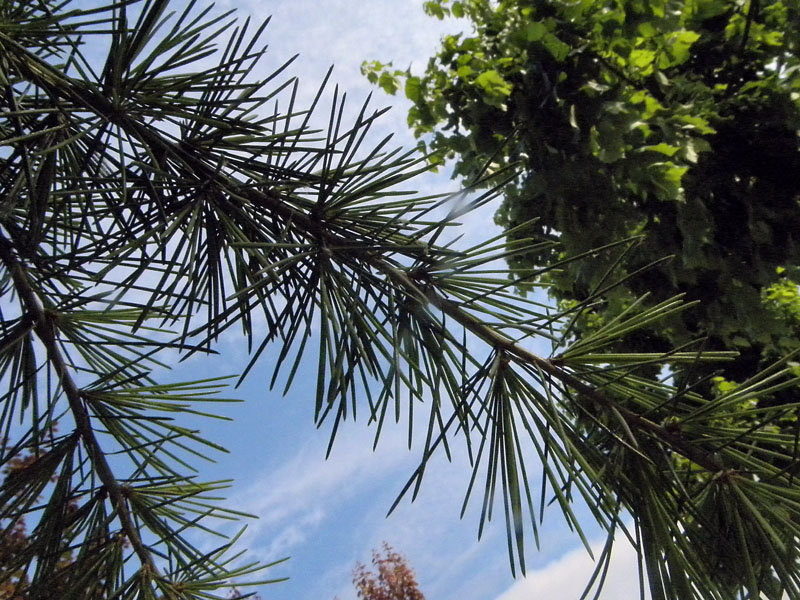 Cedrus deodara / Cedro dell'' Himalaya